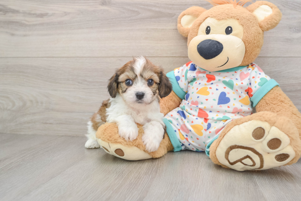 Cavachon Puppy for Adoption