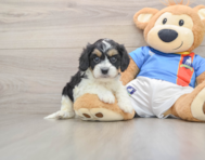 6 week old Cavachon Puppy For Sale - Premier Pups