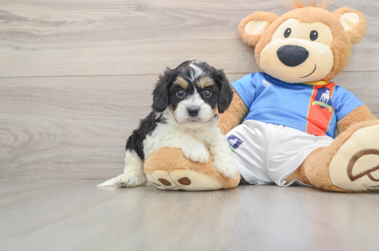 Small Cavachon Baby