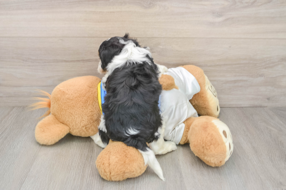 Adorable Cavalier Bichon Designer Puppy