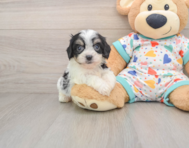 6 week old Cavachon Puppy For Sale - Premier Pups