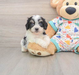 6 week old Cavachon Puppy For Sale - Premier Pups