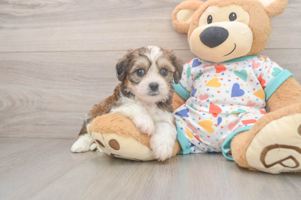 Cavachon Pup Being Cute