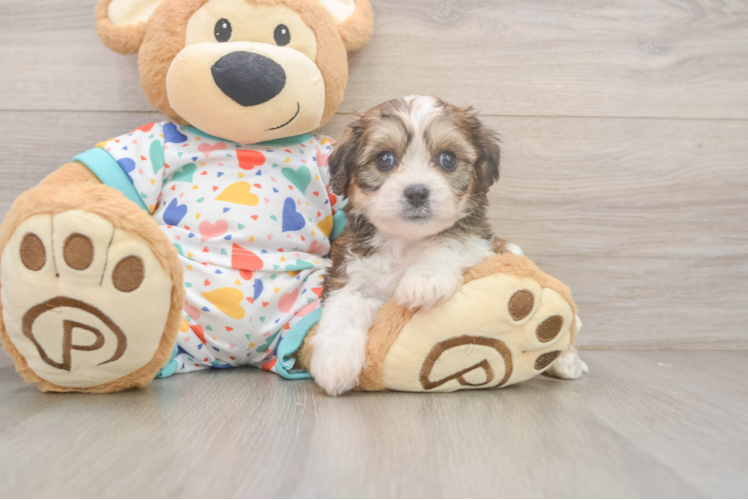 Petite Cavachon Designer Pup