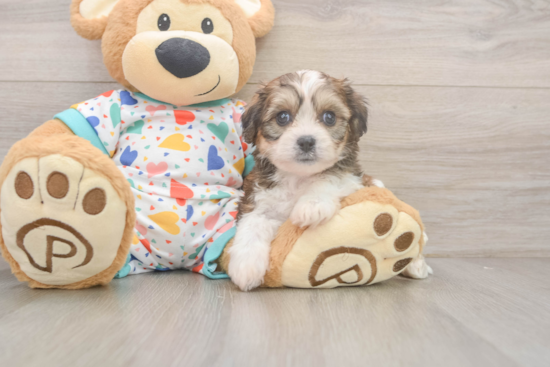 Petite Cavachon Designer Pup