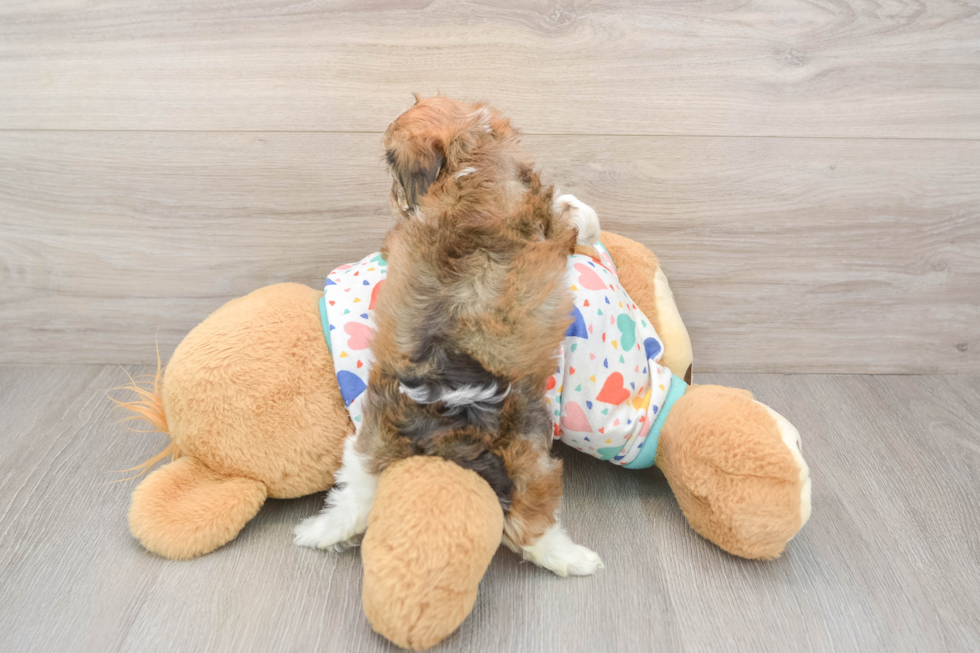 Cavachon Puppy for Adoption