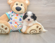 6 week old Cavachon Puppy For Sale - Premier Pups
