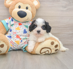 6 week old Cavachon Puppy For Sale - Premier Pups