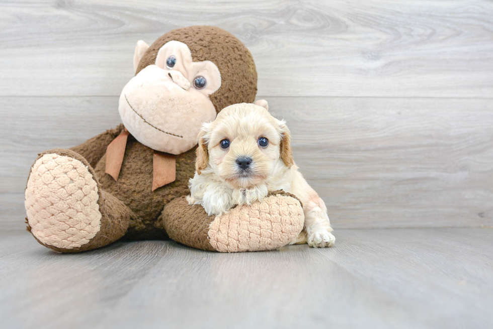 Cavachon Puppy for Adoption