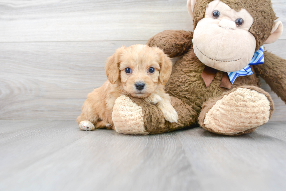Friendly Cavachon Baby