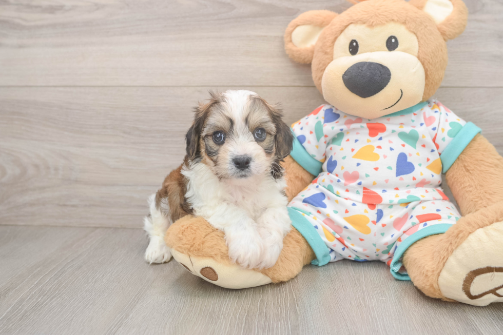 Cavachon Pup Being Cute