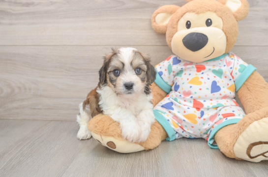 Cavachon Pup Being Cute