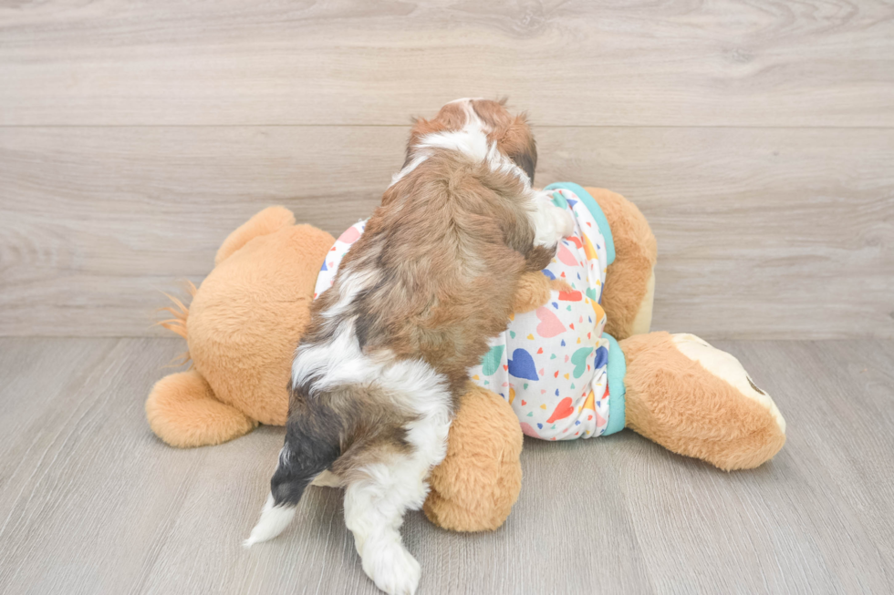 Adorable Cavalier Bichon Designer Puppy