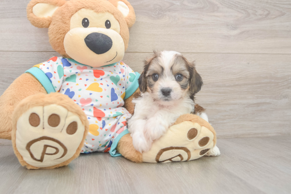 Cavachon Puppy for Adoption