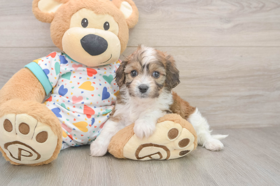 Cavachon Pup Being Cute