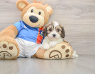 6 week old Cavachon Puppy For Sale - Premier Pups