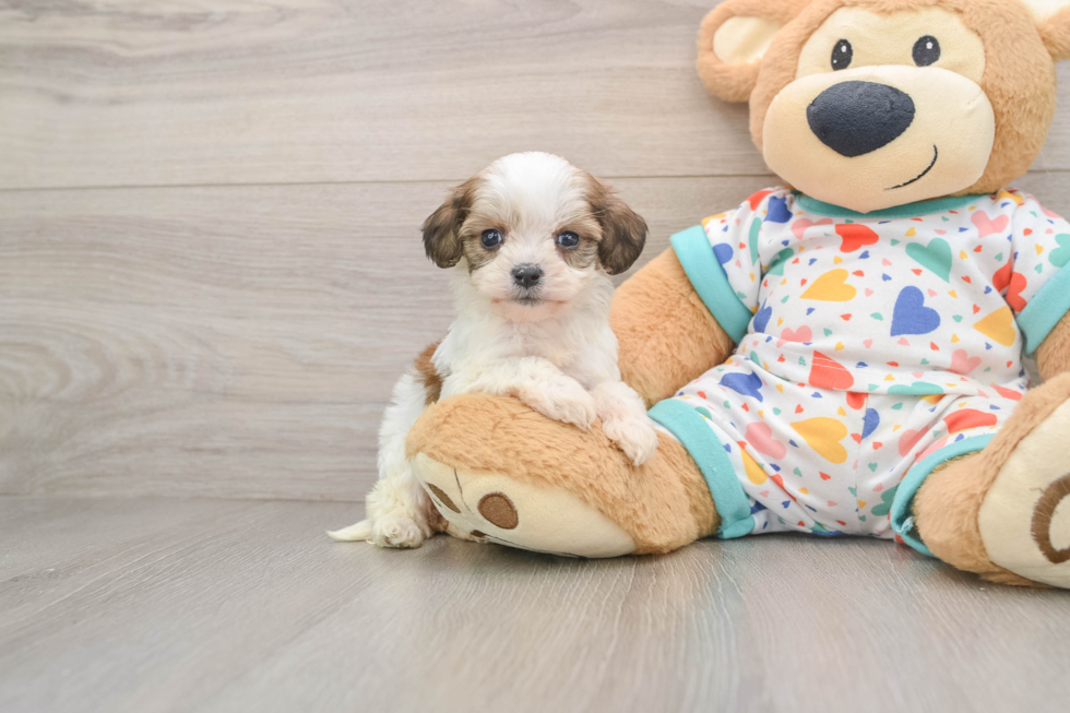 Energetic Cavalier Bichon Designer Puppy