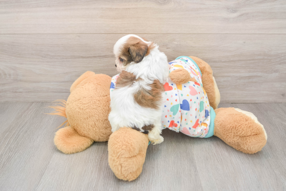 Best Cavachon Baby