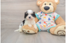 Cavachon Puppy for Adoption