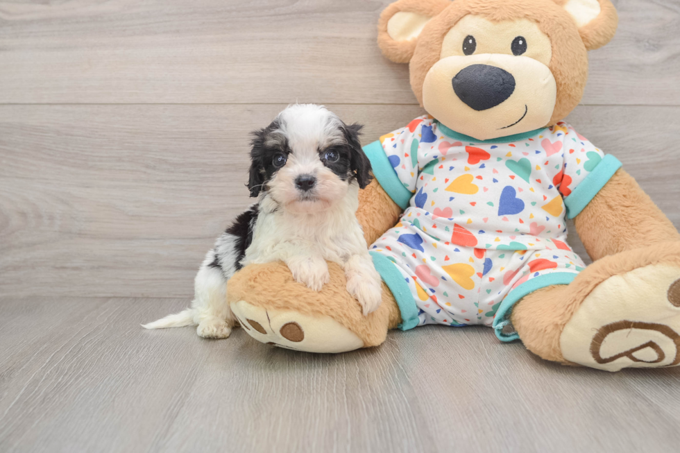 Cavachon Puppy for Adoption