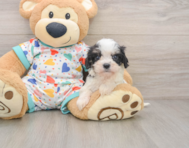 6 week old Cavachon Puppy For Sale - Premier Pups