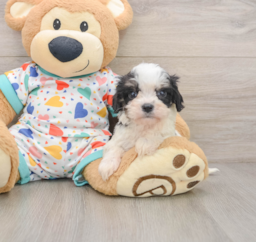 6 week old Cavachon Puppy For Sale - Premier Pups