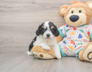 7 week old Cavachon Puppy For Sale - Premier Pups