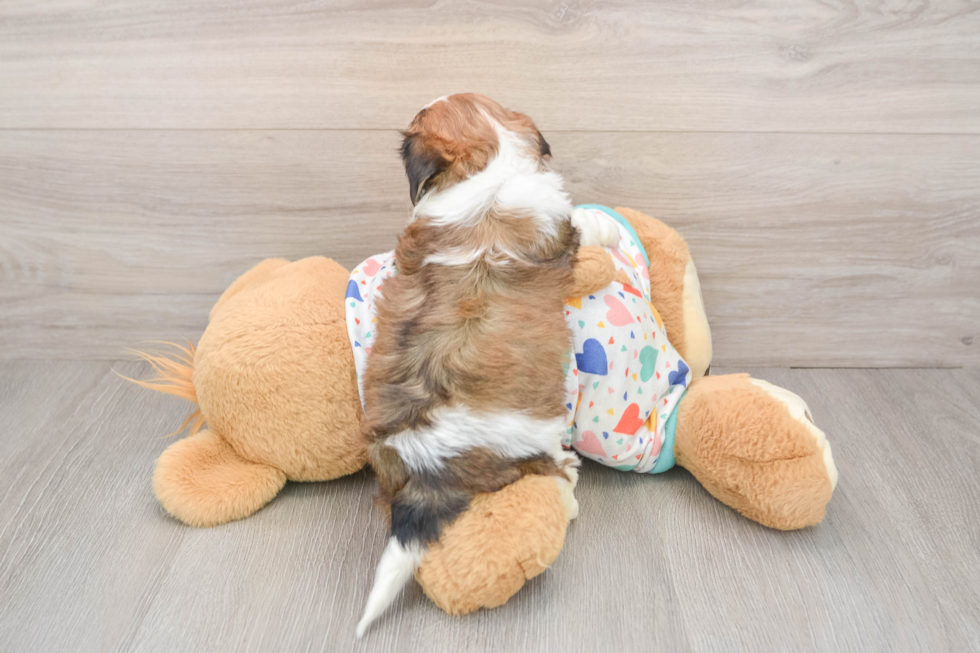 Cute Cavachon Baby