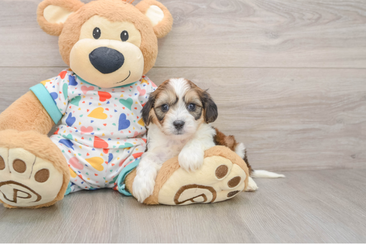 Best Cavachon Baby