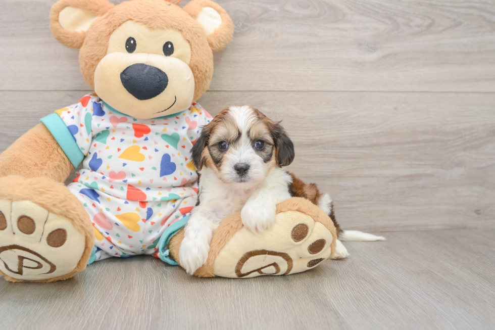 Best Cavachon Baby