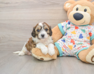 6 week old Cavachon Puppy For Sale - Premier Pups