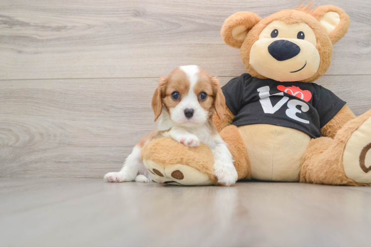 Petite Cavalier Purebred Puppy