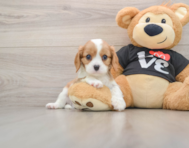 6 week old Cavalier King Charles Spaniel Puppy For Sale - Premier Pups