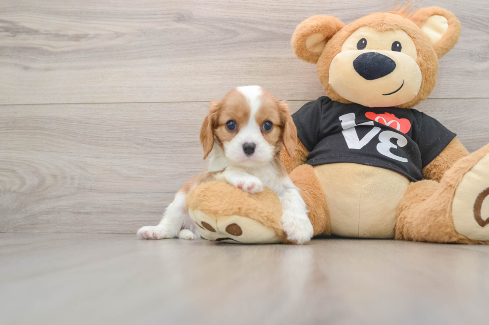 Petite Cavalier Purebred Puppy