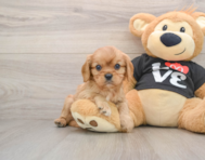 6 week old Cavalier King Charles Spaniel Puppy For Sale - Premier Pups