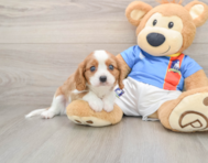 7 week old Cavalier King Charles Spaniel Puppy For Sale - Premier Pups