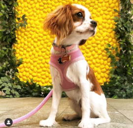 Cavalier King Charles Spaniel Puppies For Sale - Premier Pups