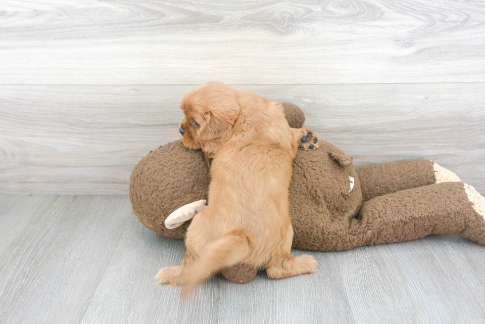 Best Cavalier King Charles Spaniel Baby