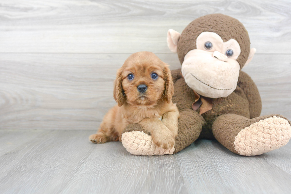 Cavalier King Charles Spaniel Pup Being Cute