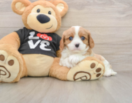 6 week old Cavalier King Charles Spaniel Puppy For Sale - Premier Pups