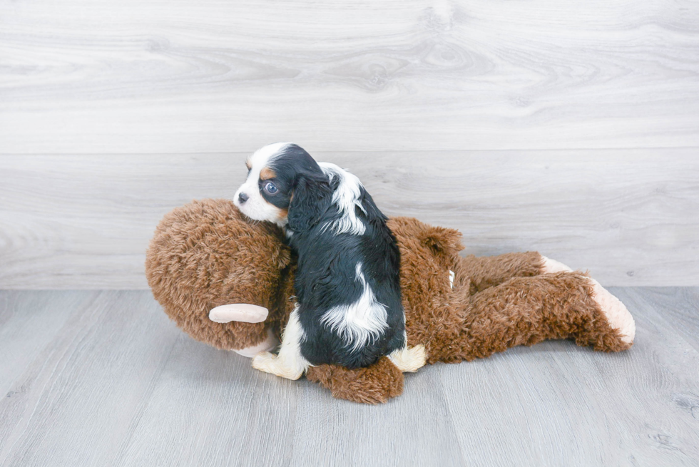 Cavalier King Charles Spaniel Pup Being Cute