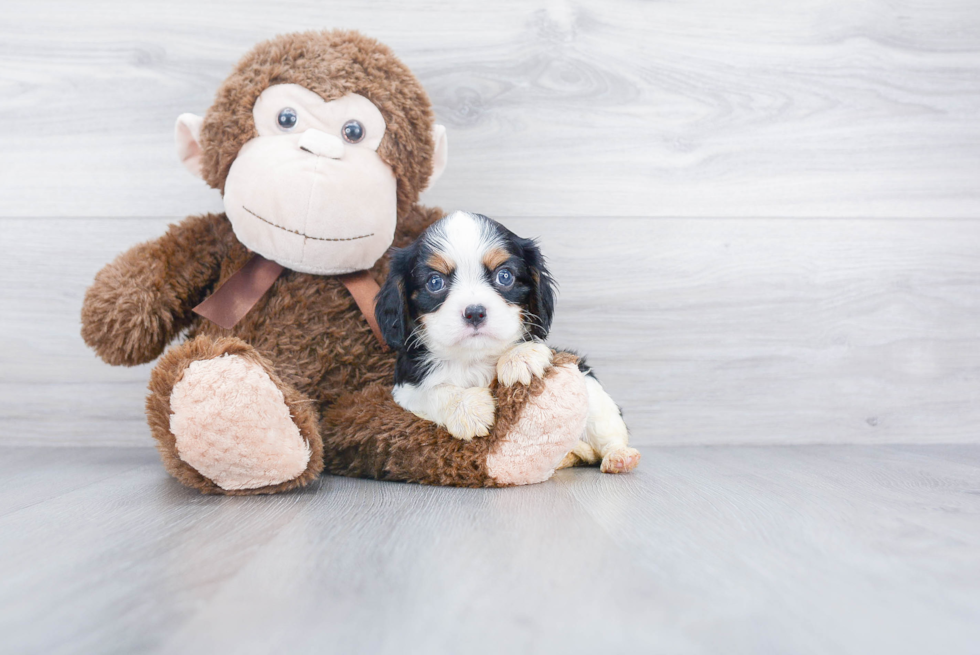 Cavalier King Charles Spaniel Puppy for Adoption