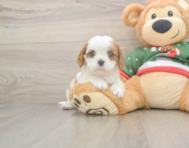 7 week old Cavalier King Charles Spaniel Puppy For Sale - Premier Pups