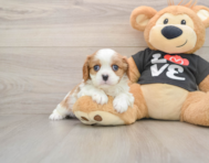 6 week old Cavalier King Charles Spaniel Puppy For Sale - Premier Pups