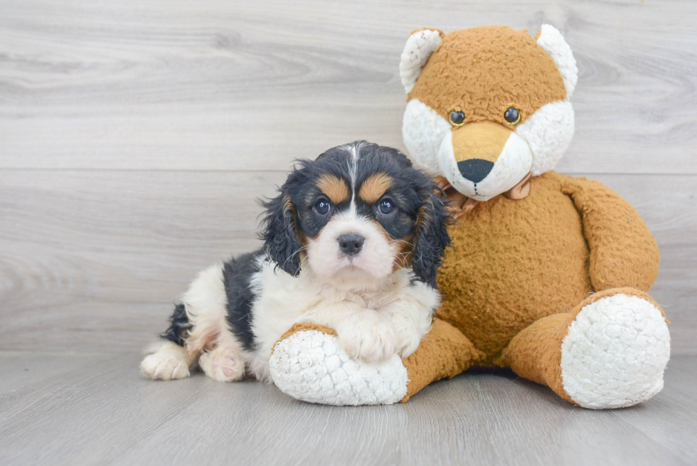 Cavalier King Charles Spaniel Puppy for Adoption