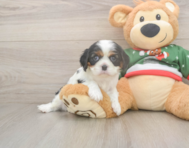 7 week old Cavalier King Charles Spaniel Puppy For Sale - Premier Pups