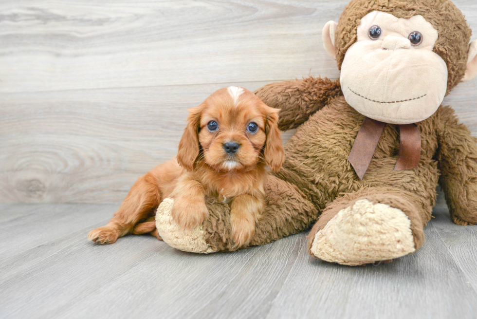 Smart Cavalier King Charles Spaniel Purebred Puppy