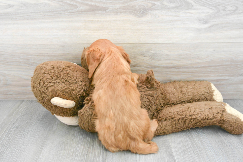 Energetic Cavalier King Charles Spaniel Purebred Puppy