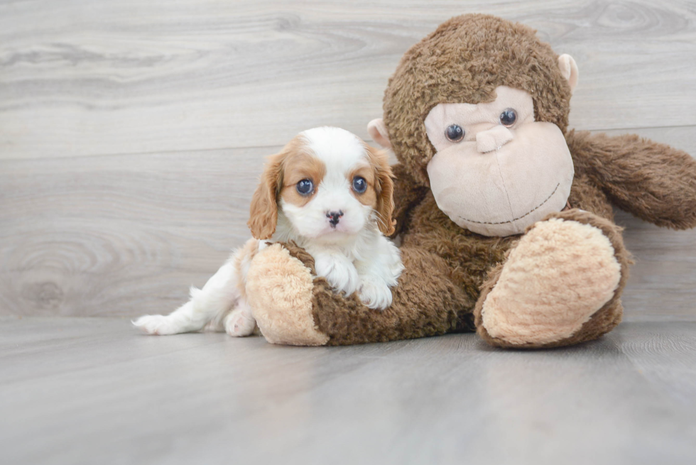 Cavalier King Charles Spaniel Pup Being Cute