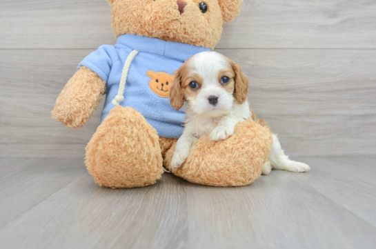 Best Cavalier King Charles Spaniel Baby